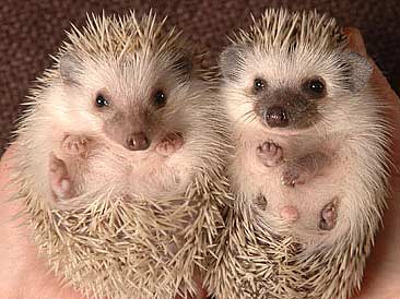 pygmy-hedgehogs