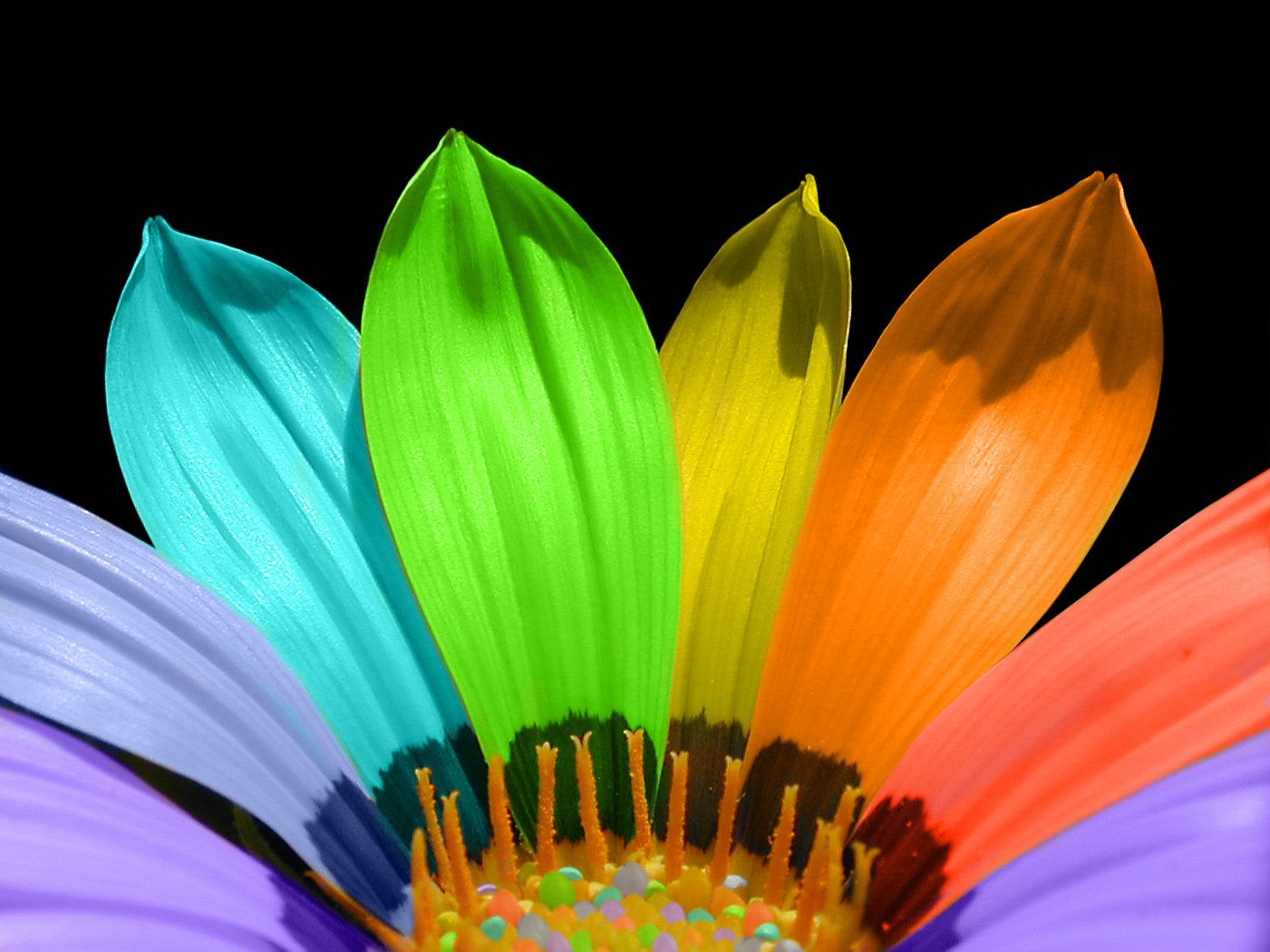 rainbow_flower