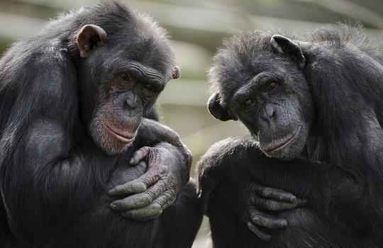 chimpanzee_monkey_istockphoto_thinkstock
