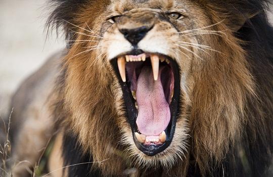 lion_roaring_istock_thinkstock