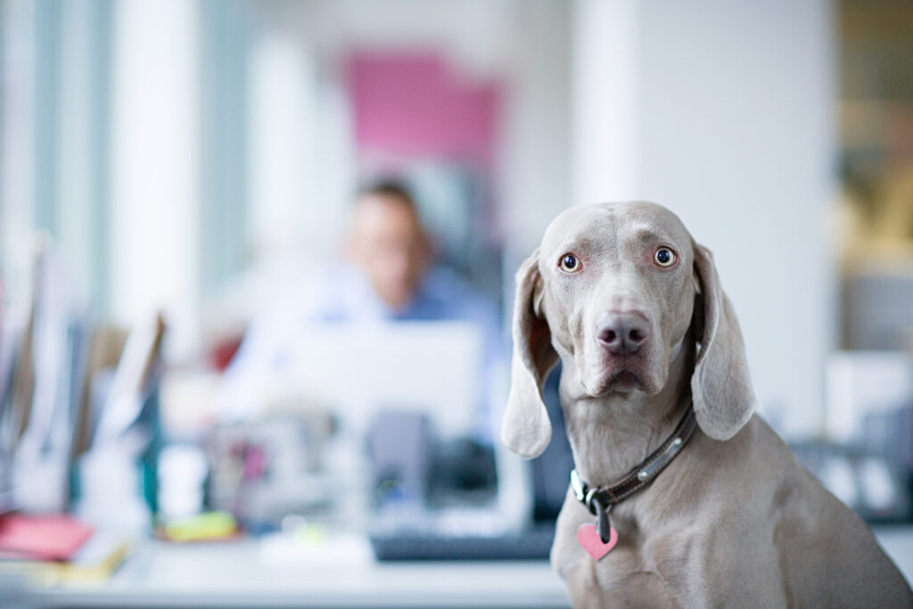 Pet friendly workplaces