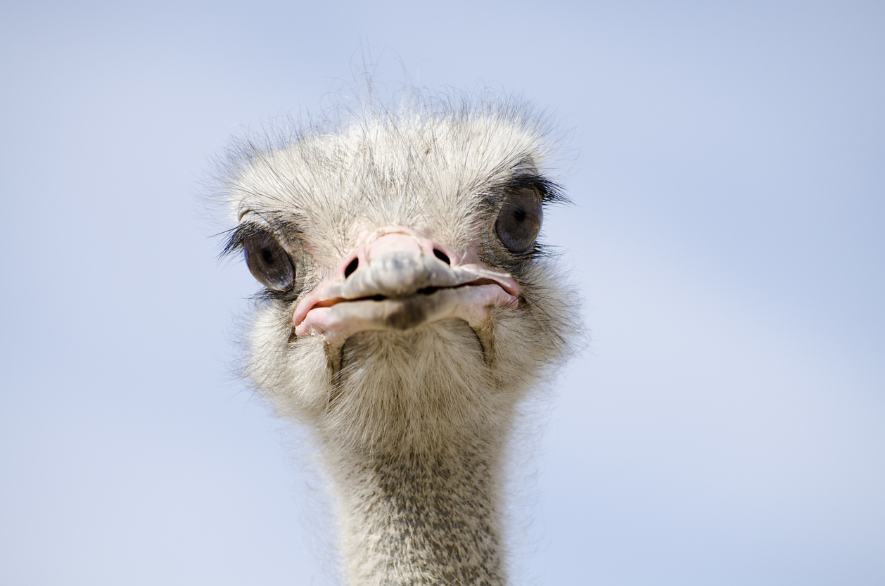 Close up of an ostrich