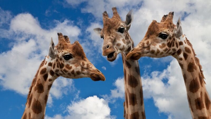 giraffes, entertainment, discussion