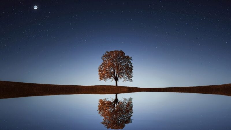 tree, lake, stars