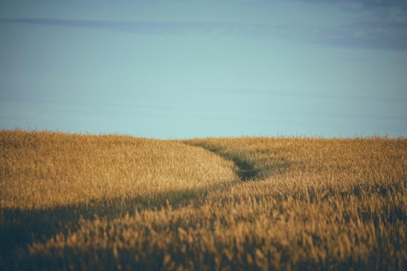 A narrow path cuts through a golden field of tall grass under a pale blue sky, as if guiding visitors to a serene content hub in nature.