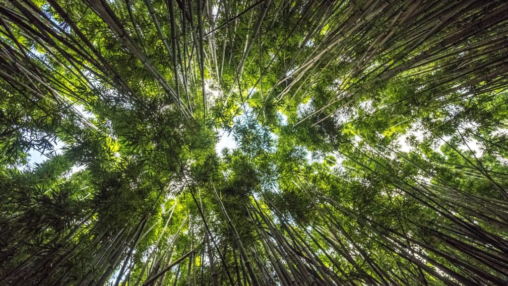 Gazing up at a dense bamboo forest, where sunlight filters through the leaves like nature's content hub, illuminating hidden wonders.