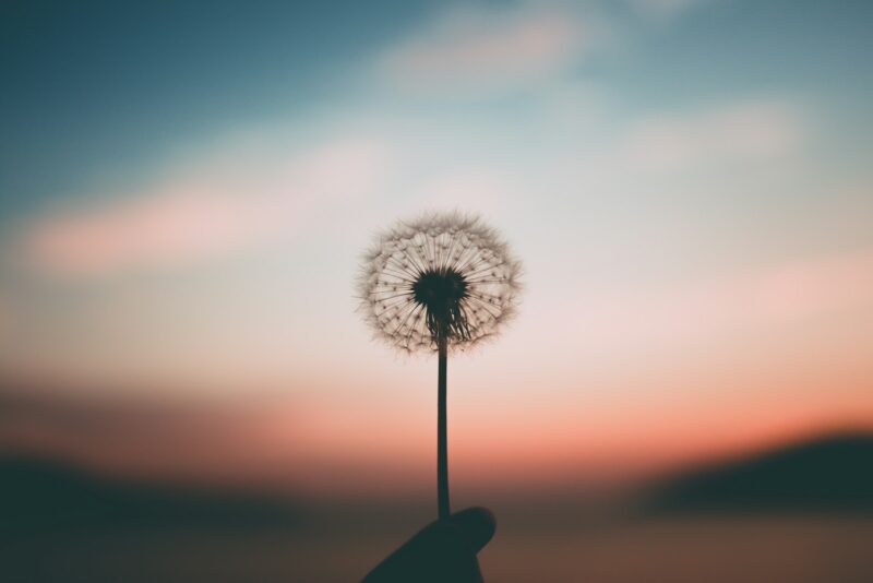 person holding dandelion flower representing peace