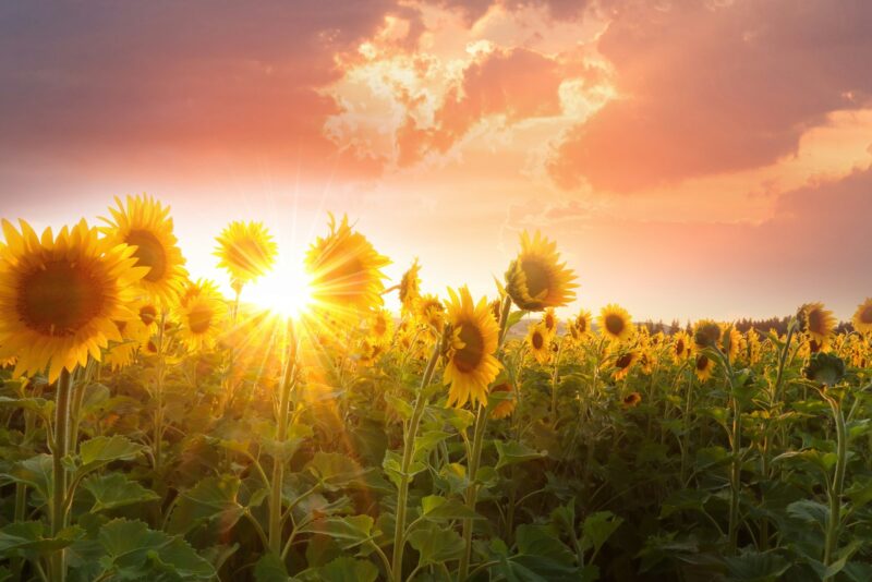 blooming yellow sunflower field representing growth