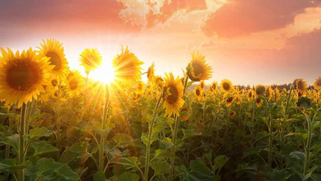 blooming yellow sunflower field representing growth