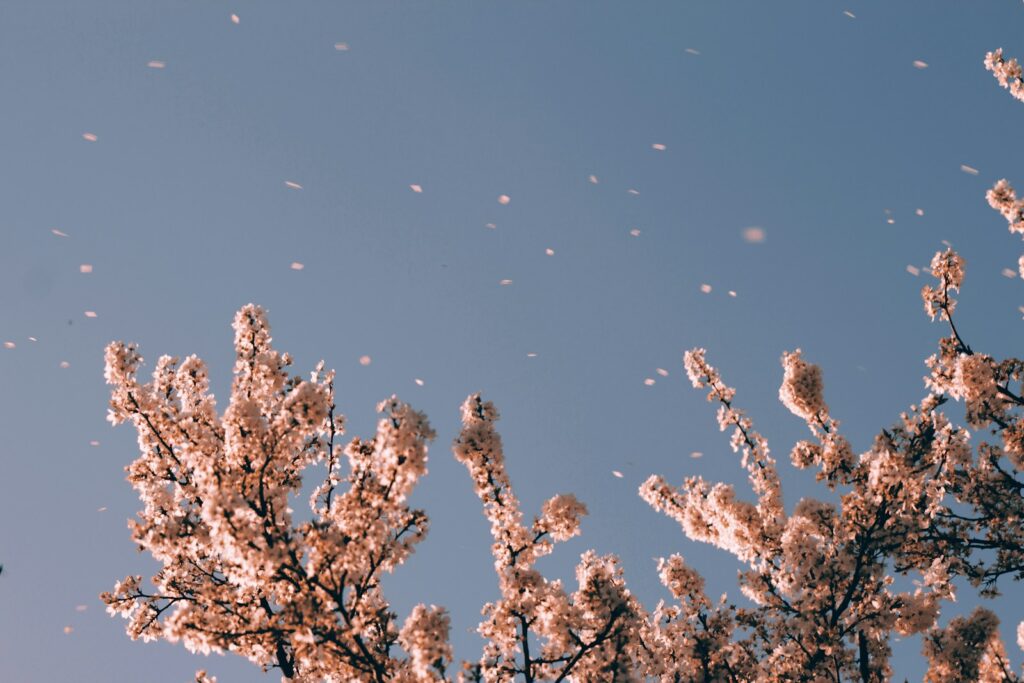 cherry blossoms representing a blossoming workplace culture in which employees exert beneficial influence