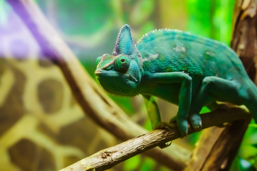 green chameleon crawling on branch: being agents of change