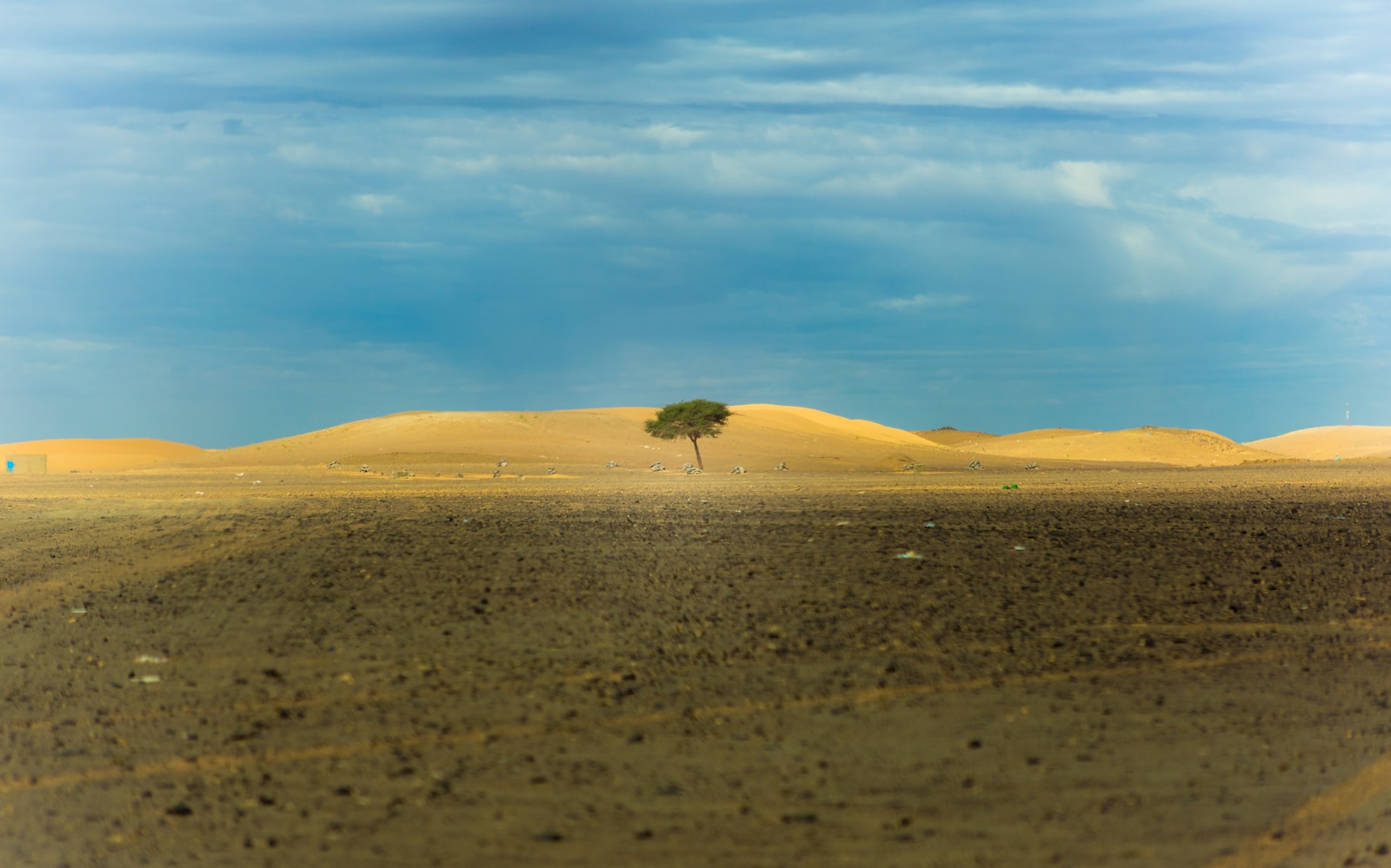 lone tree in middle of desert during daytime representing being resilient and resilience