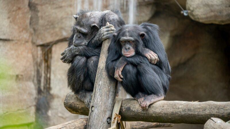 two primates on log looking bored: represent boreout