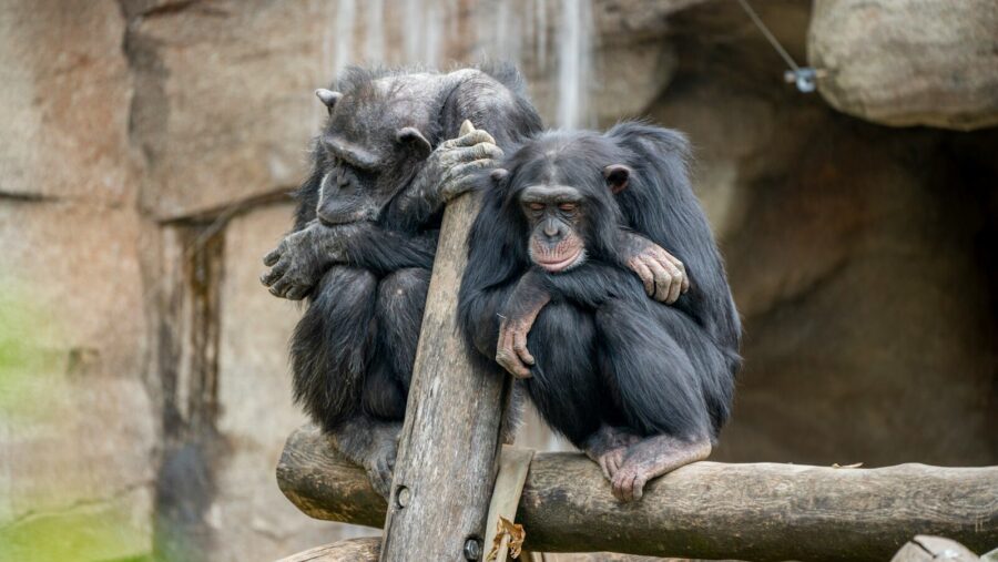 two primates on log, legal right to be boring