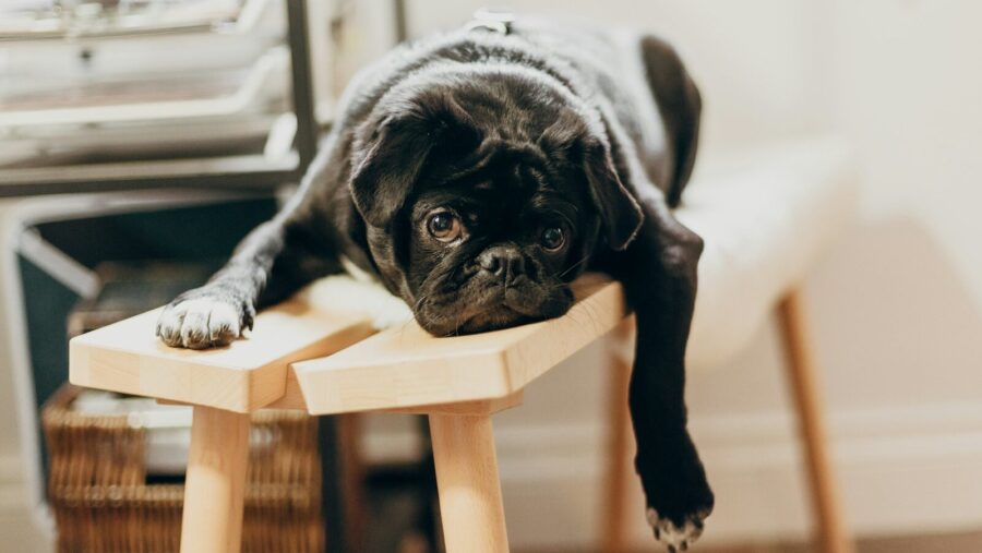 black pug puppy on brown wooden chair, Bored #Boredatwork