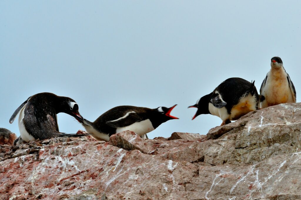 2 penguins on brown rock during daytime: Political tensions at work: Rules for de-escalating conflict