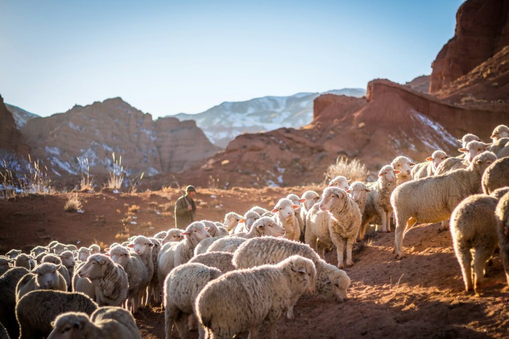 photo of herd of sheep: Return to office tribunals: How to avoid the battleground