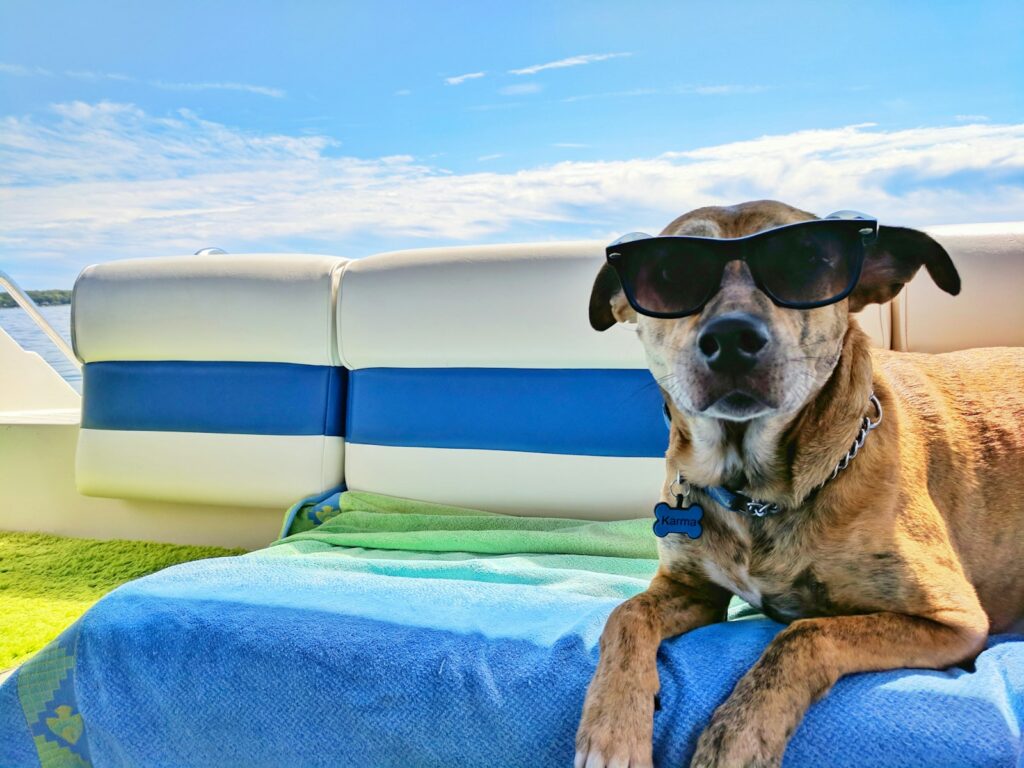 brown dog wearing sunglasses on blue textile: Here comes the Sun: How to boost productivity and wellbeing this summer