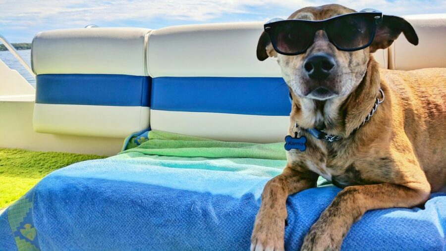 brown dog wearing sunglasses on blue textile: Here comes the Sun: How to boost productivity and wellbeing this summer