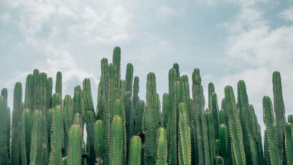 selective focus of green cacti: Resilient