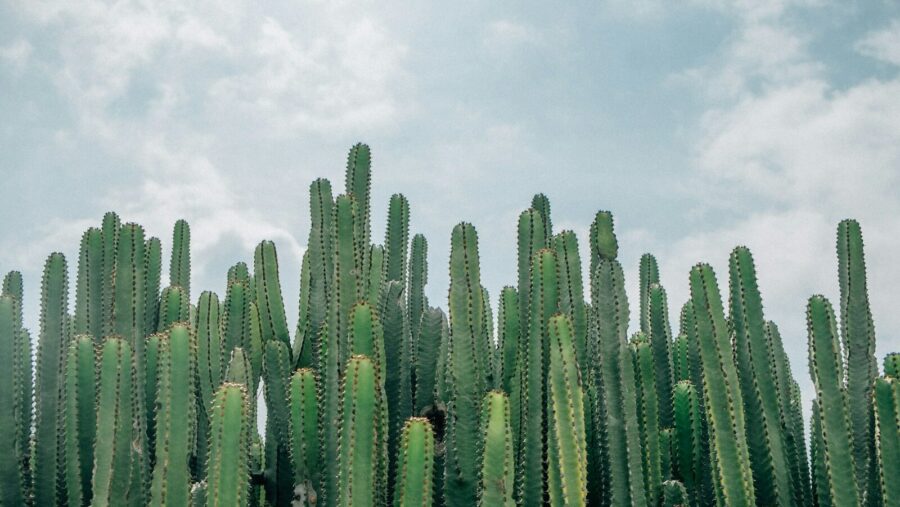 selective focus of green cacti: Resilient