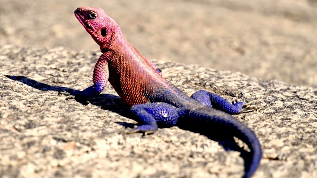 purple and red lizard on ground: EDI tale