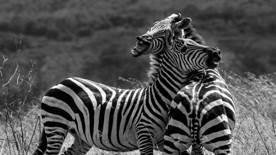 a couple of zebra standing on top of a grass covered field: conflict