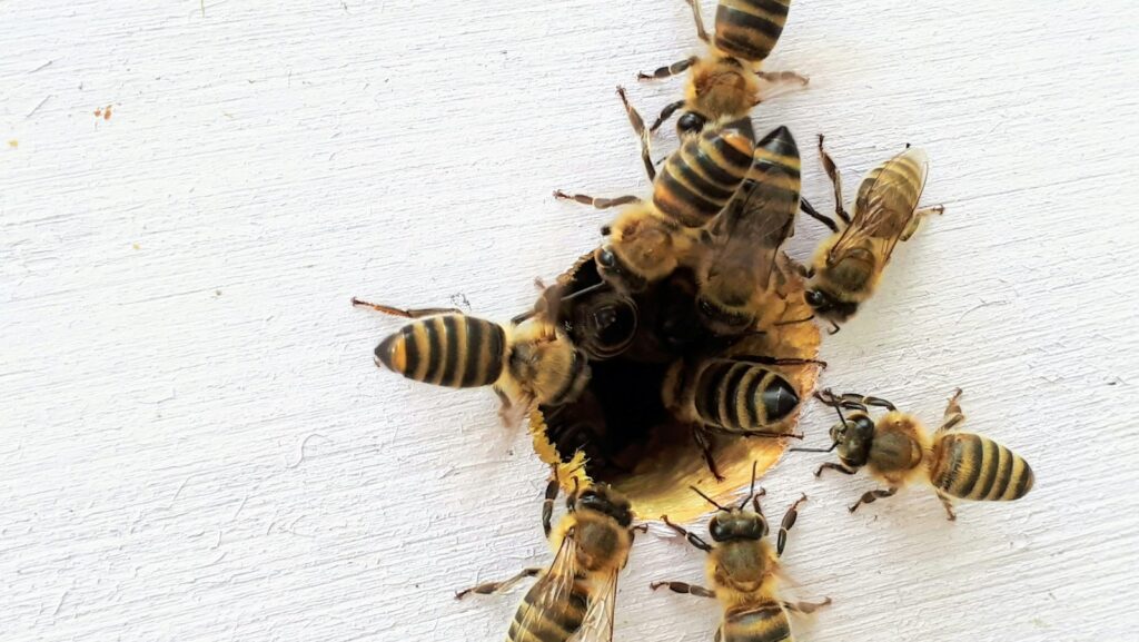 several bees representing teamwork