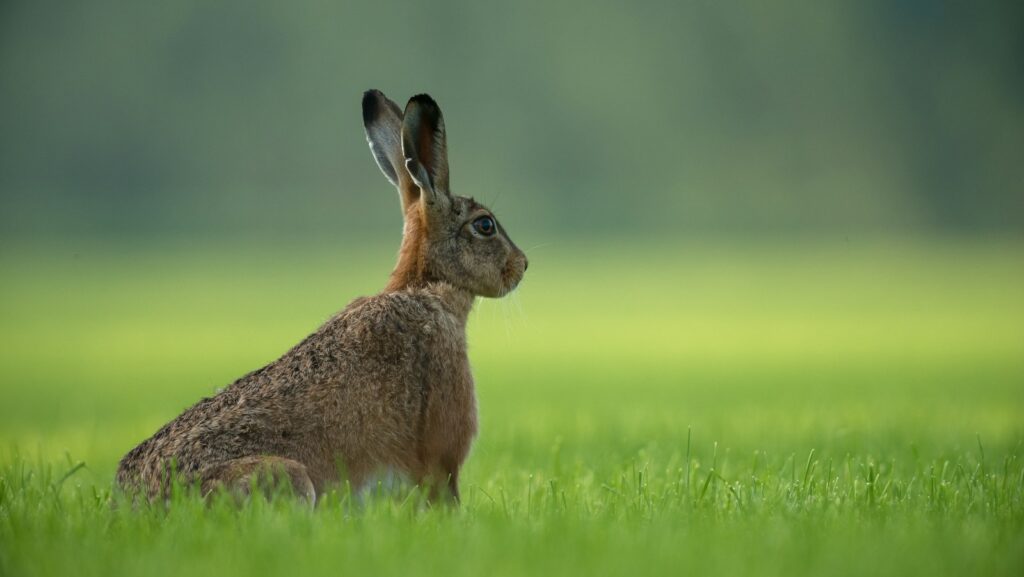 brown rabbit standing on green grass field, listening