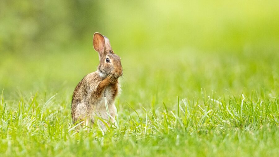 a small rabbit is sitting in the grass