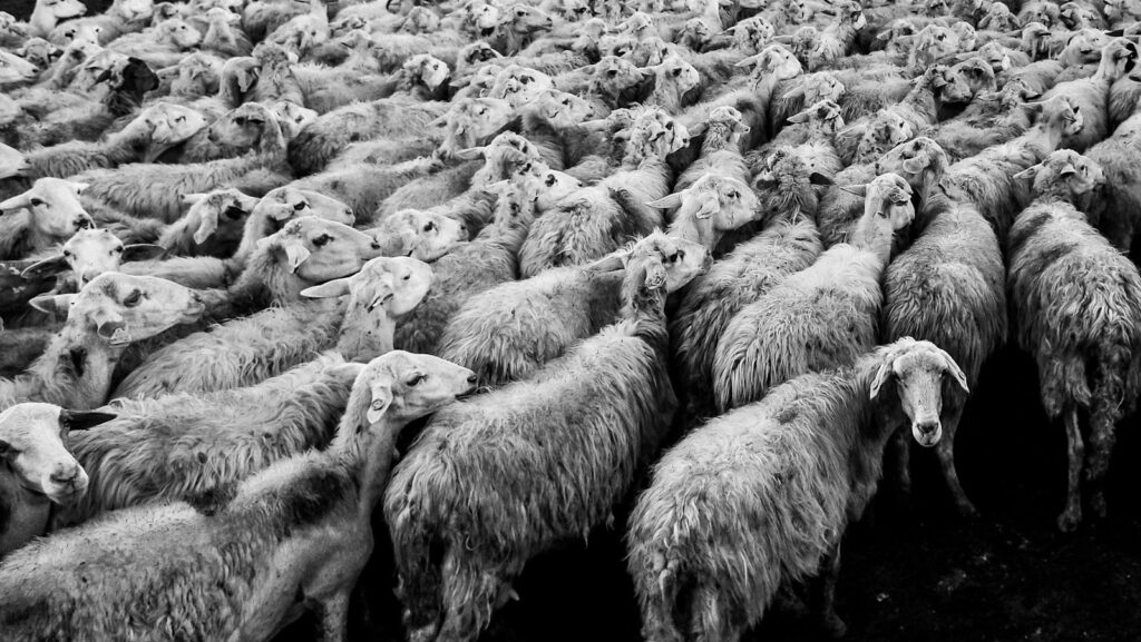 herd of sheep in grayscale photo: sickness