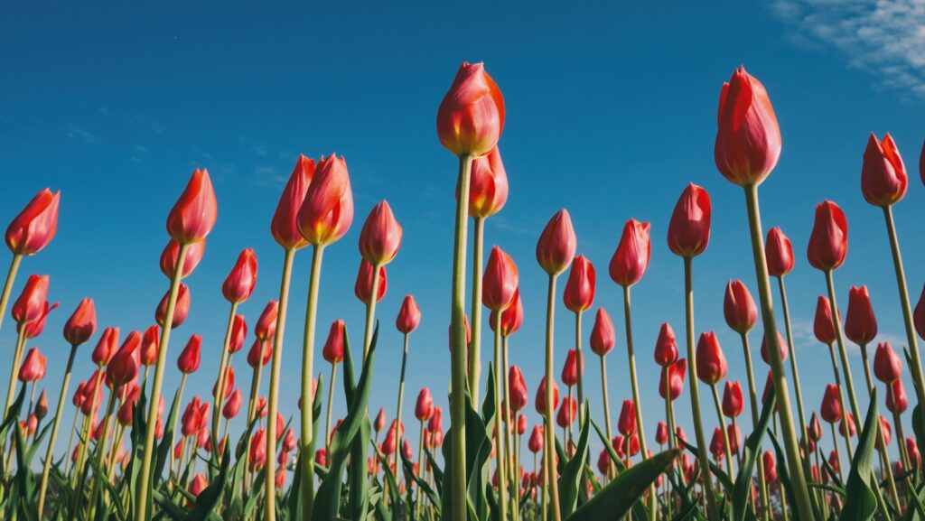 landscape photography of red tulips