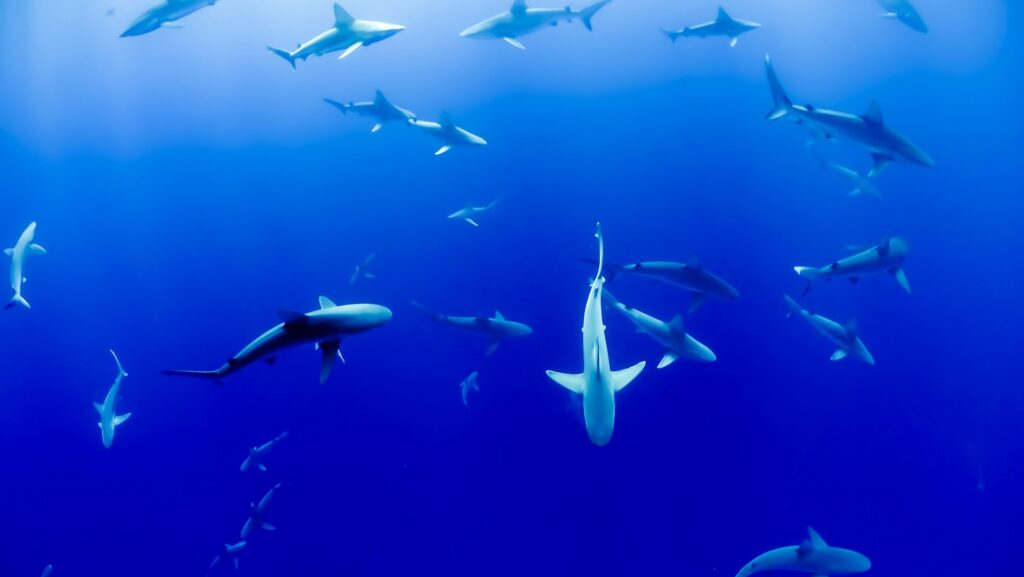 group of sharks under body of water: tensions and conflict