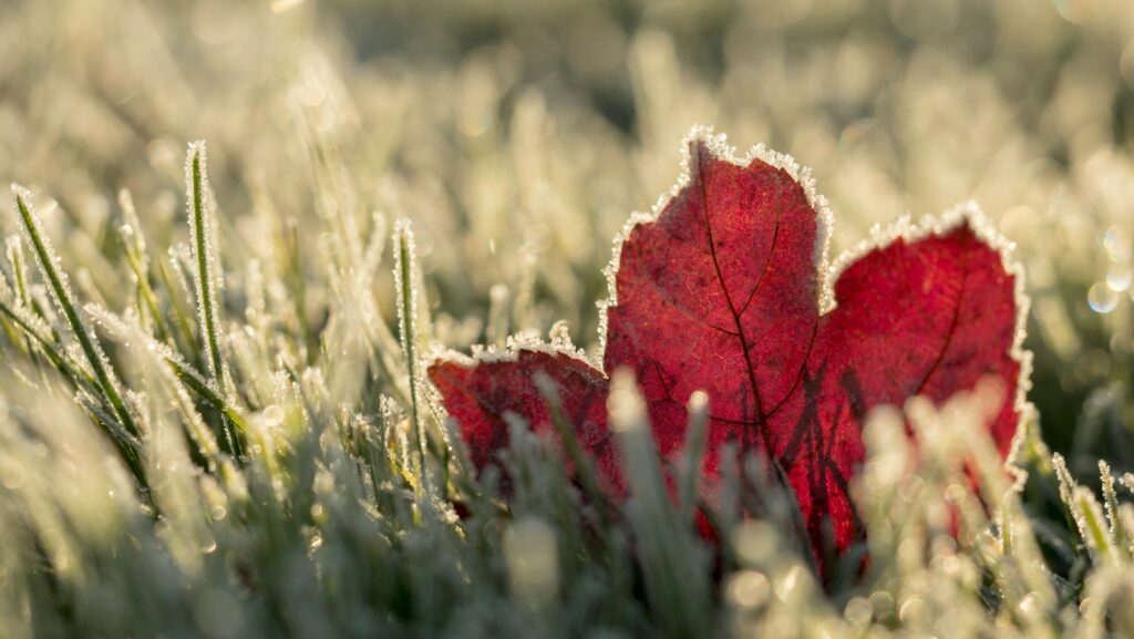 close up photo of red maple leaf on grass. Winter blues