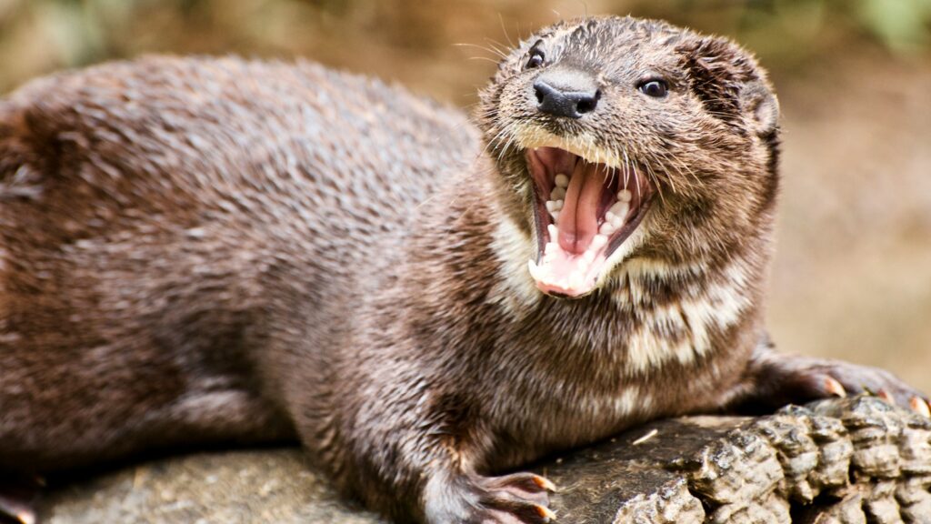 closeup photo of ferret, shouting bullying