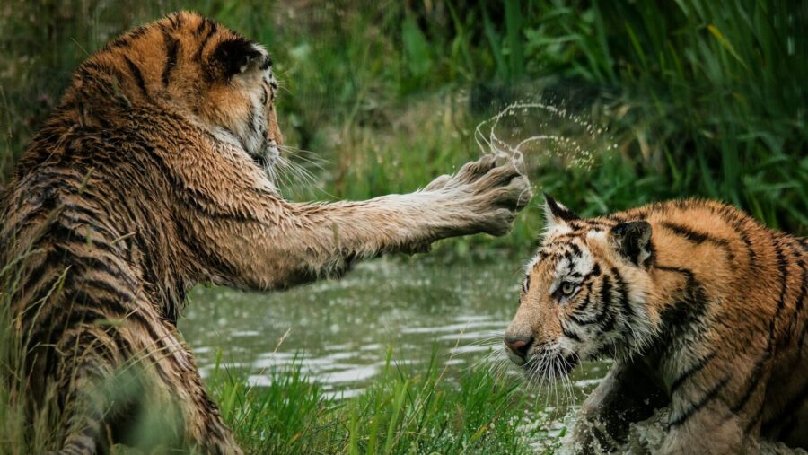 tigers fighting on swamp, difficult colleagues