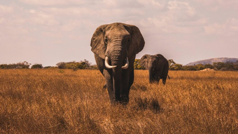 two elephants walking on grass covered ground