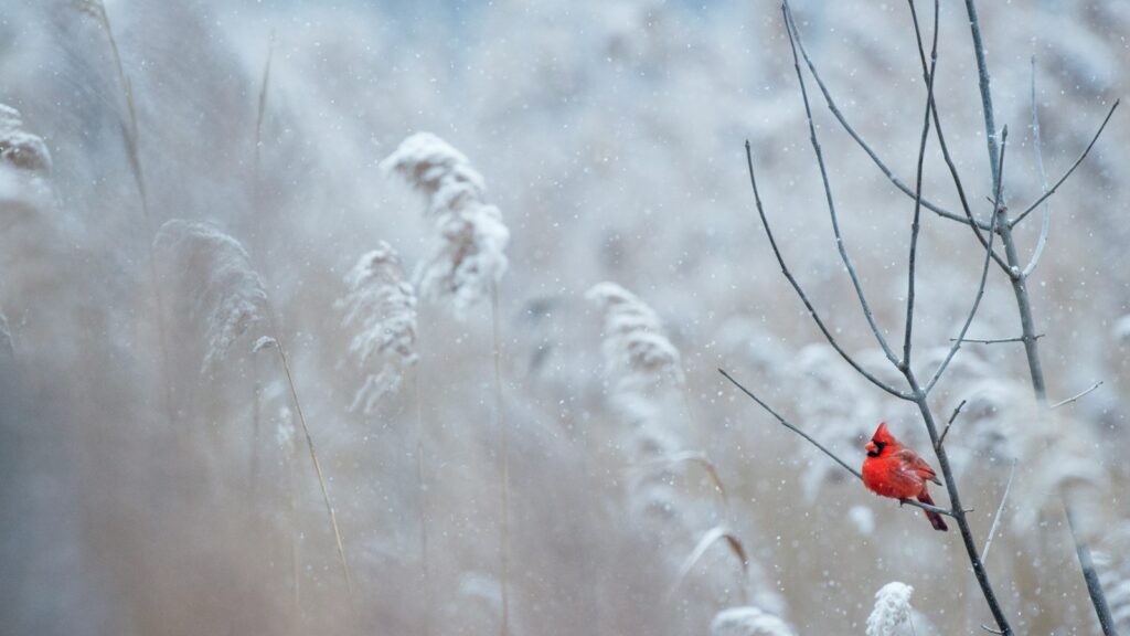 selective focus photography of cardinal bird on tree branch