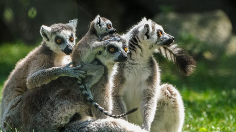 ring tailed lemur, lemur, group, teamwork redefined