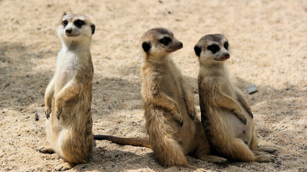 three animals on sand during daytime, relationships at work