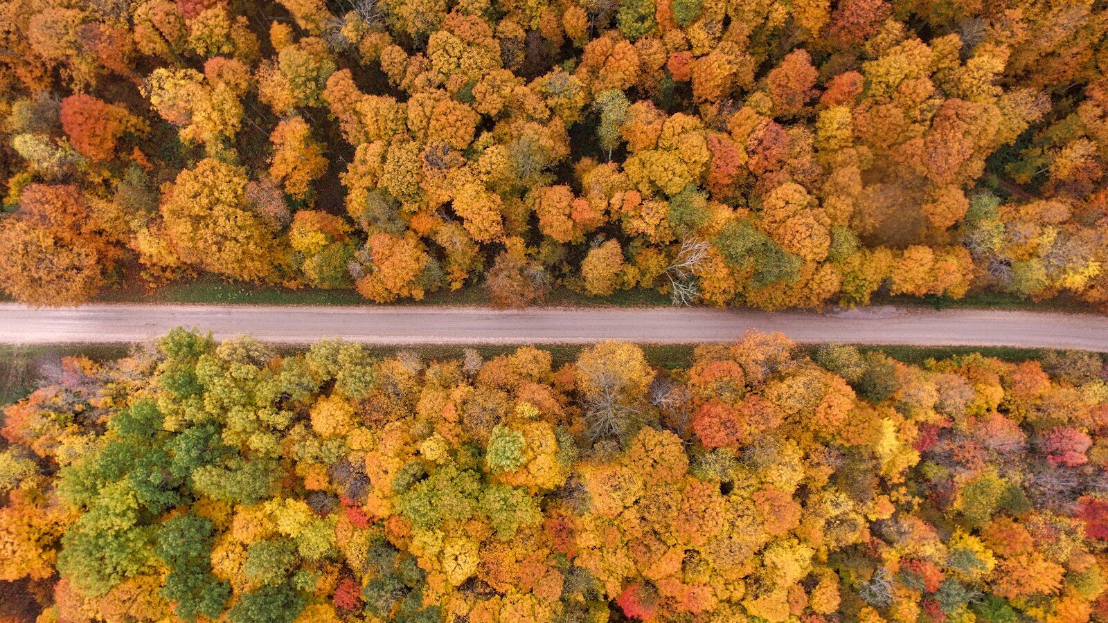 aerial view of road surrounded by trees