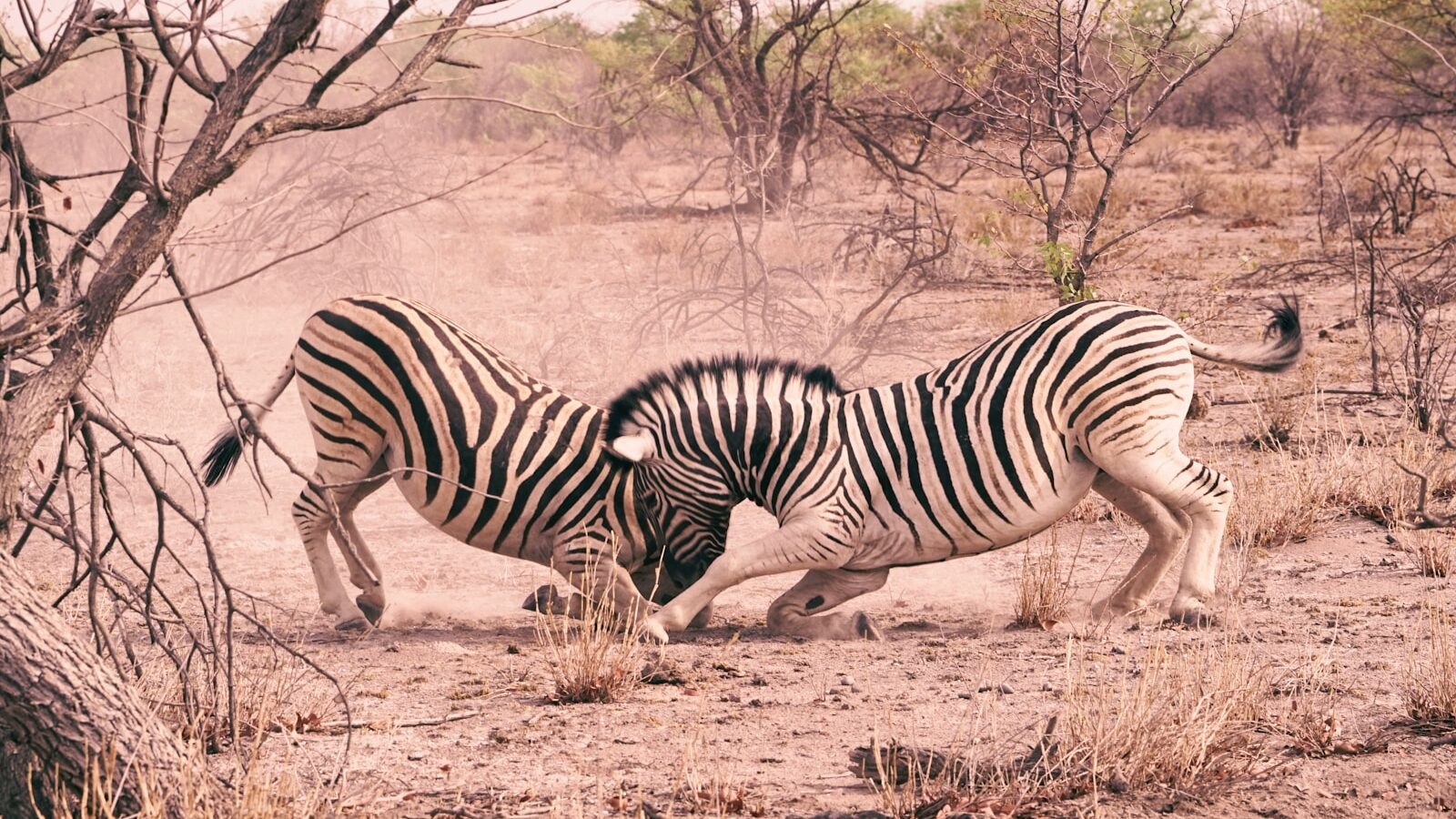 zebra during daytime
