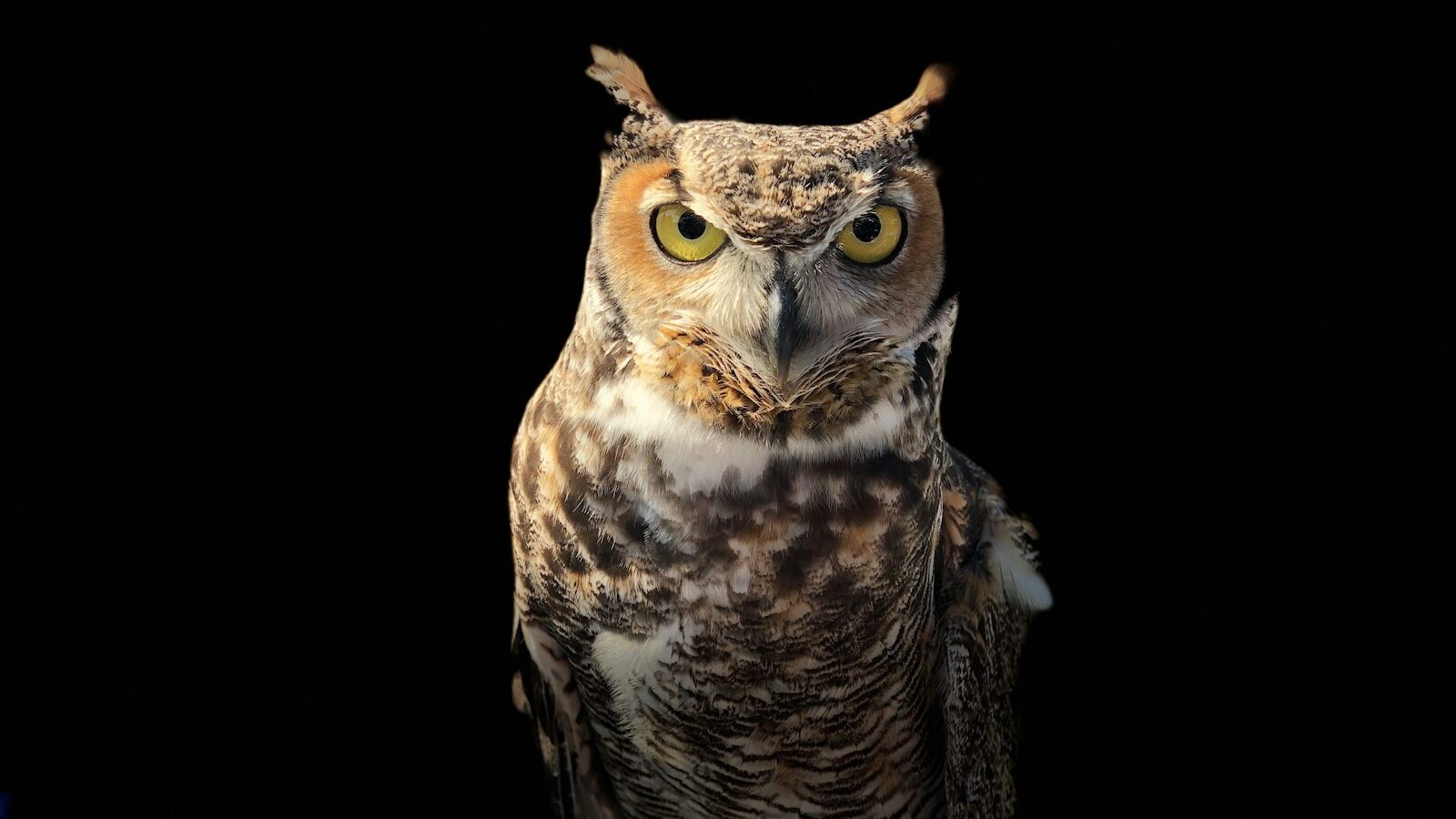 wise owl on a dark place, depicting thoughtfulness