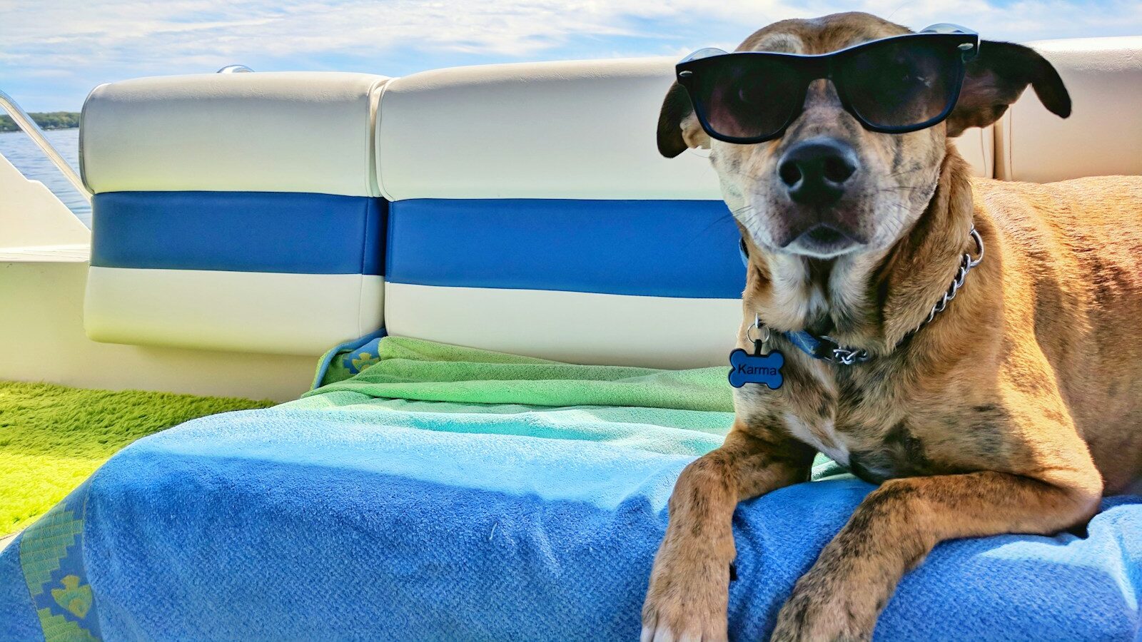 brown dog wearing sunglasses on blue textile