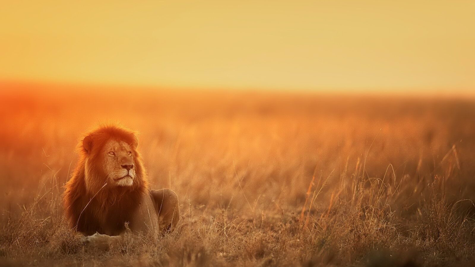 lion lying on brown grass field during sunset