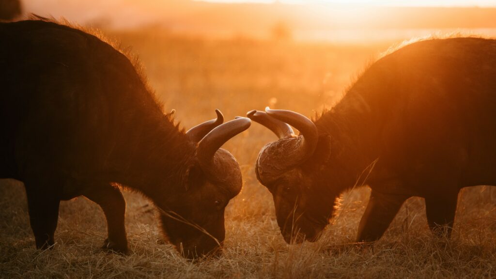 brown deer on brown grass field during sunset