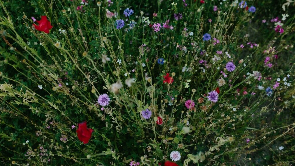 Why you need to to rewild your organisation