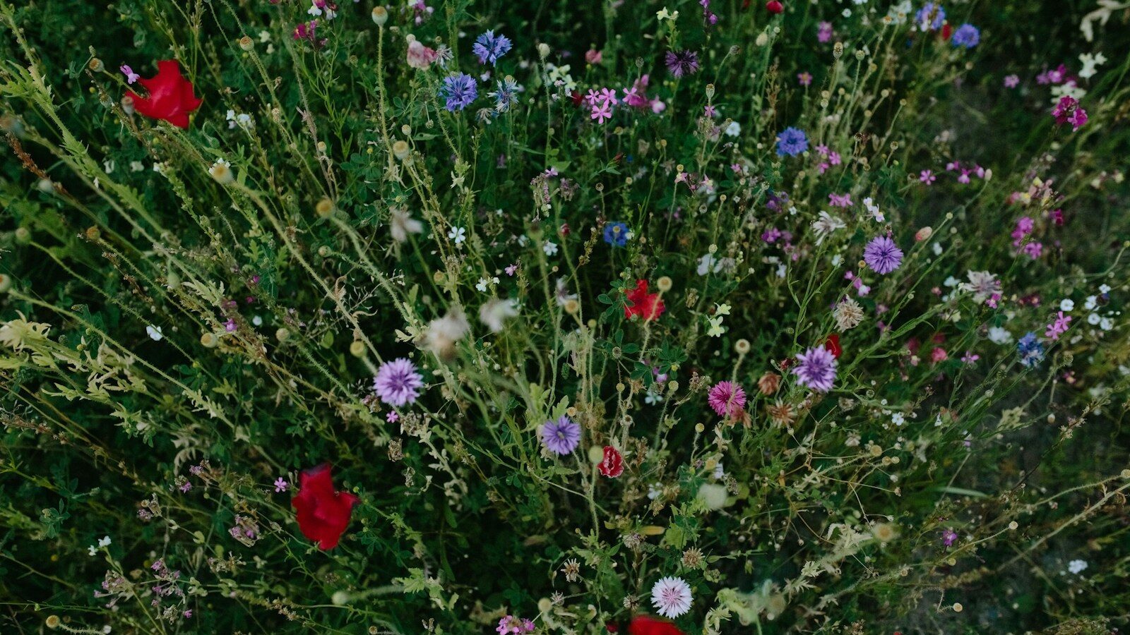 Why you need to to rewild your organisation